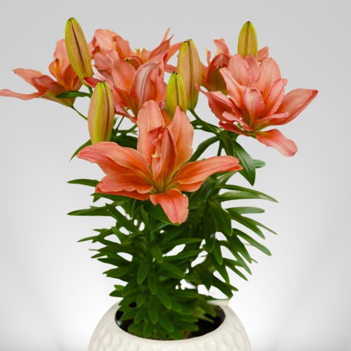 Lily Pura Desierto - Asiatic Double Pot 12/14 | Leo Berbee Bulb